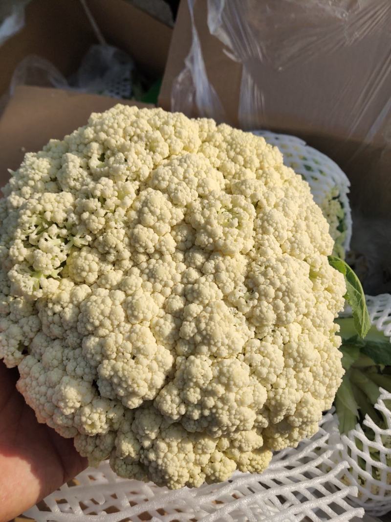 【实力推荐】有机花大量上市中，精品小米花一手货源，全国发货