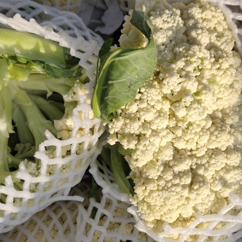 【实力推荐】有机花大量上市中，精品小米花一手货源，全国发货