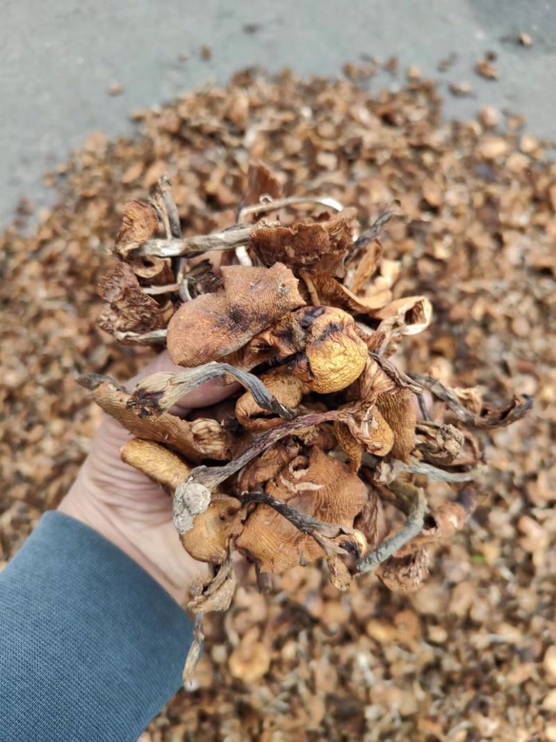 精品东北榛蘑烤干榛蘑产地直发各种规格质量保证