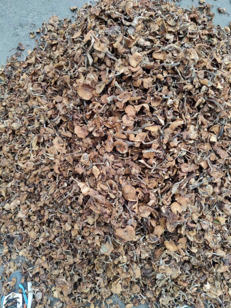 精品东北榛蘑烤干榛蘑产地直发各种规格质量保证