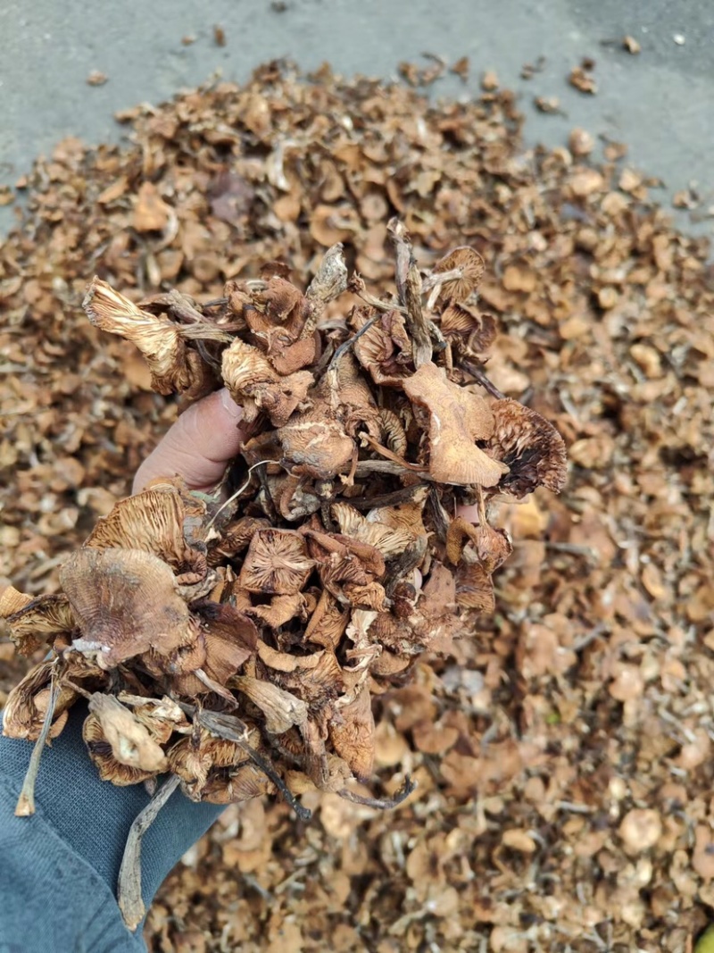 精品东北榛蘑烤干榛蘑产地直发各种规格质量保证