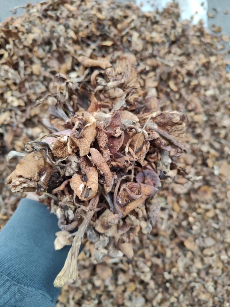 精品东北榛蘑烤干榛蘑产地直发各种规格质量保证