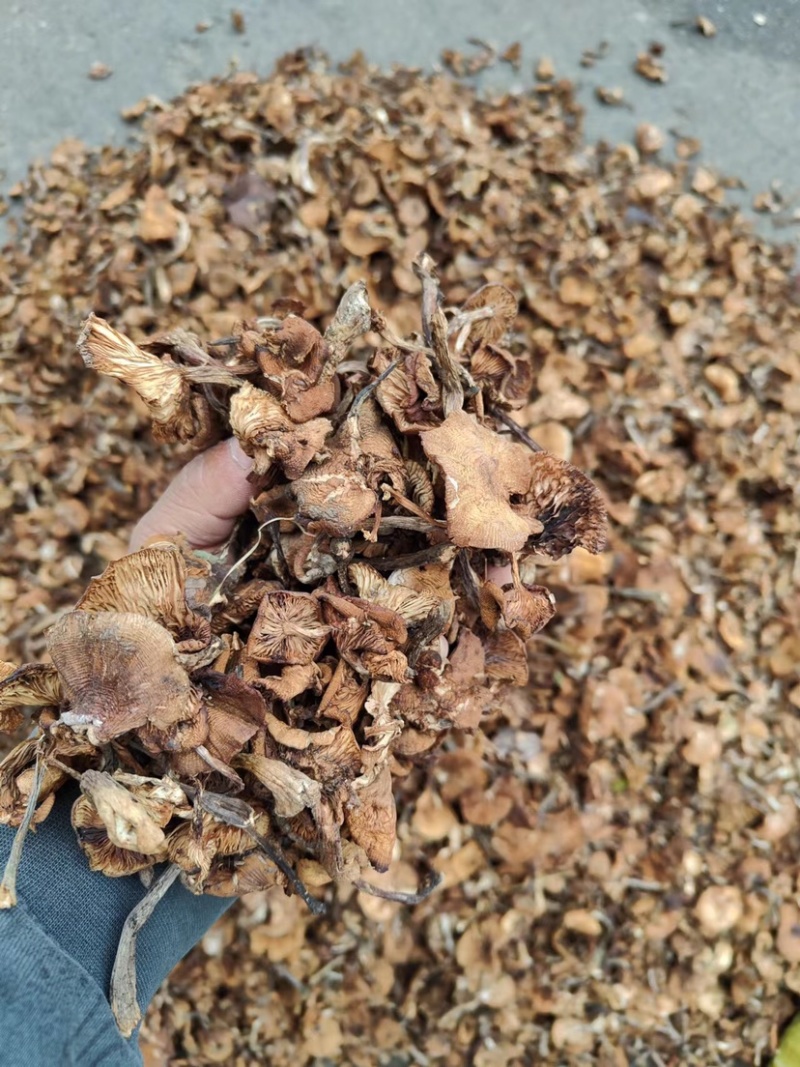 精品东北榛蘑烤干榛蘑产地直发各种规格质量保证