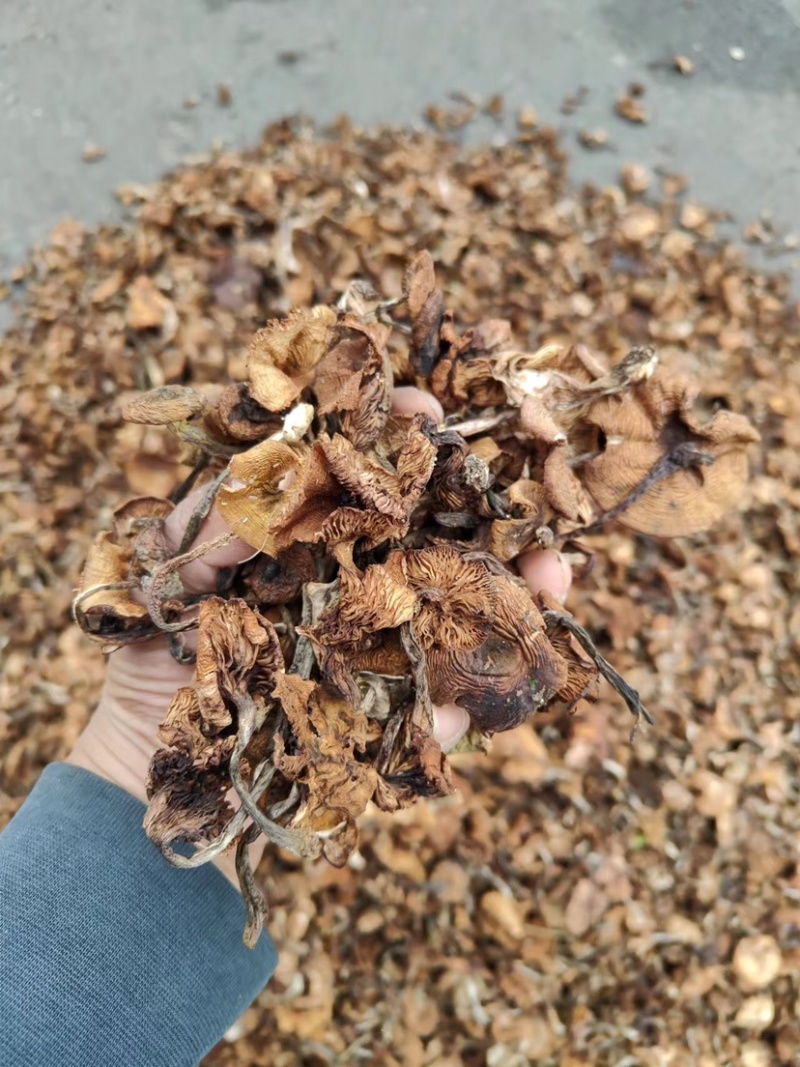 精品东北榛蘑烤干榛蘑产地直发各种规格质量保证