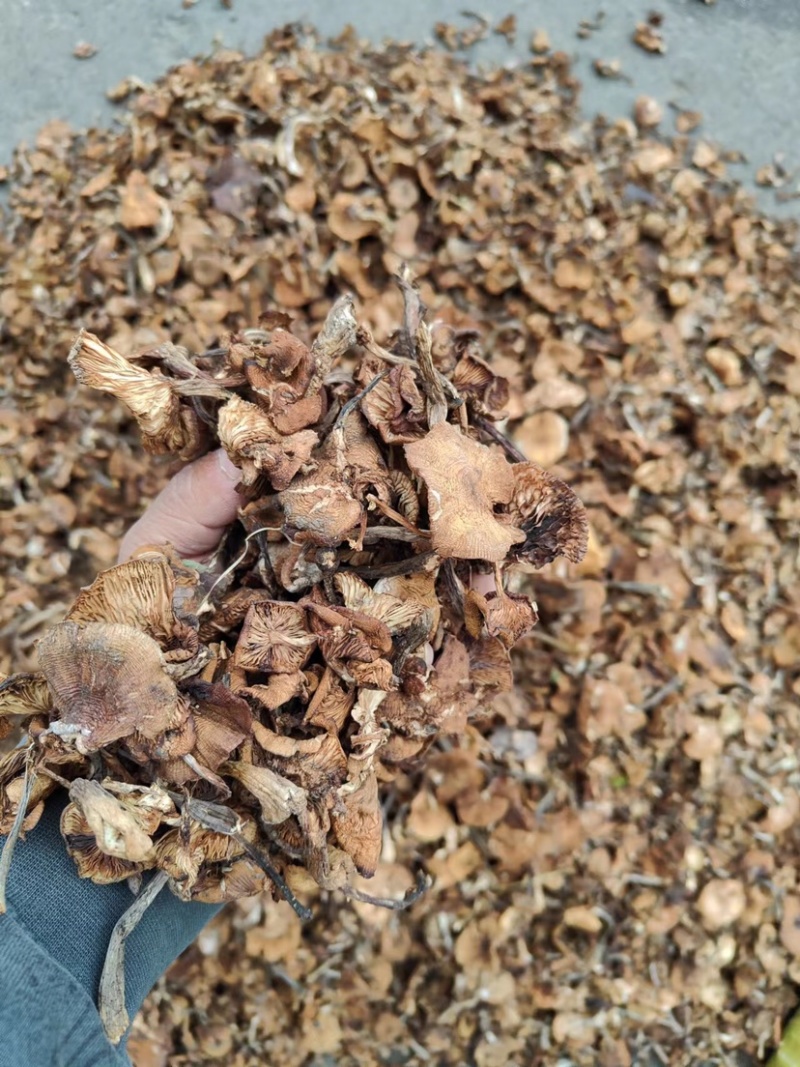 精品东北榛蘑烤干榛蘑产地直发各种规格质量保证