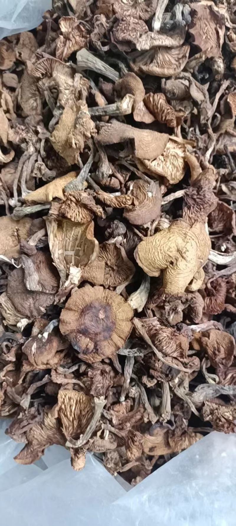 黑龙江精品榛蘑大量上市产地发货质量保证欢迎来电咨询