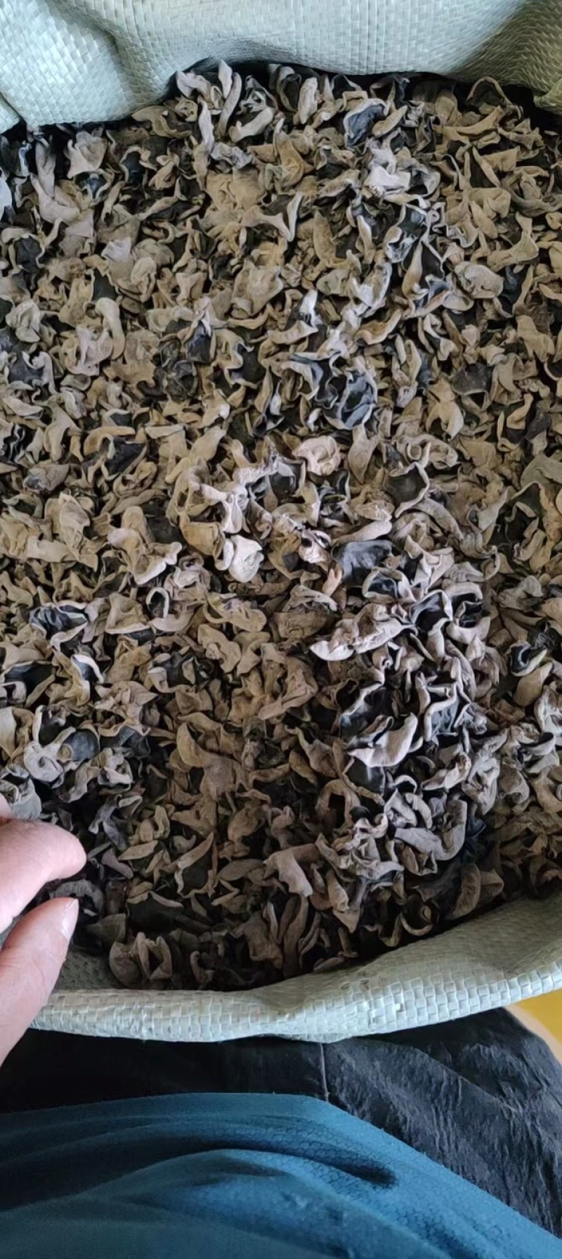 东北精品秋木耳1.5秋耳肉厚无根产地直发质量保证