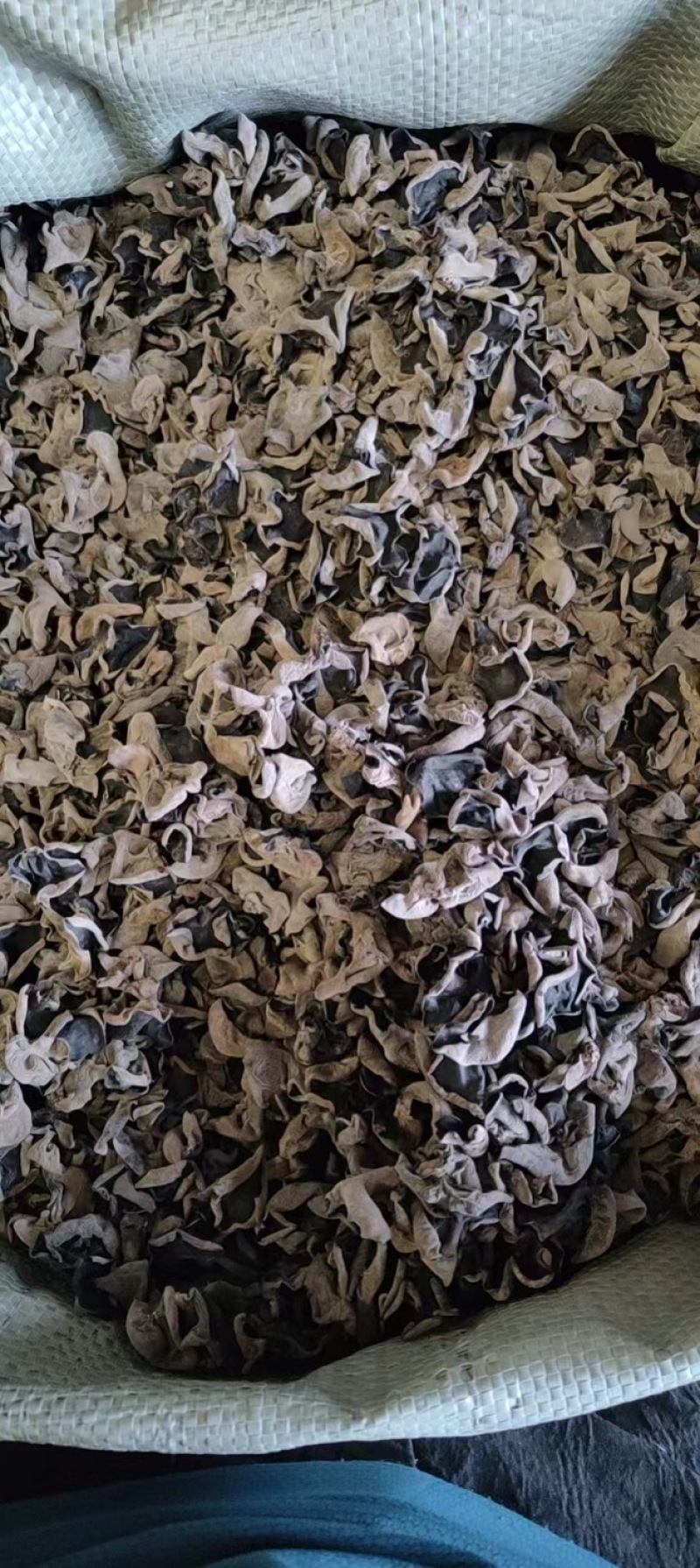 东北精品秋木耳1.5秋耳肉厚无根产地直发质量保证