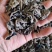 东北精品秋木耳1.5秋耳肉厚无根产地直发质量保证