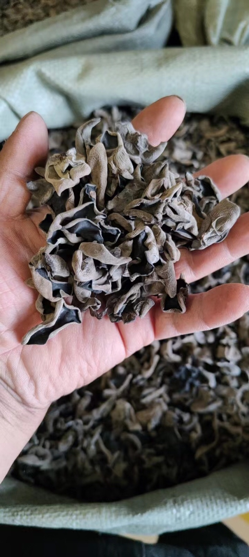 东北精品秋木耳1.5秋耳肉厚无根产地直发质量保证