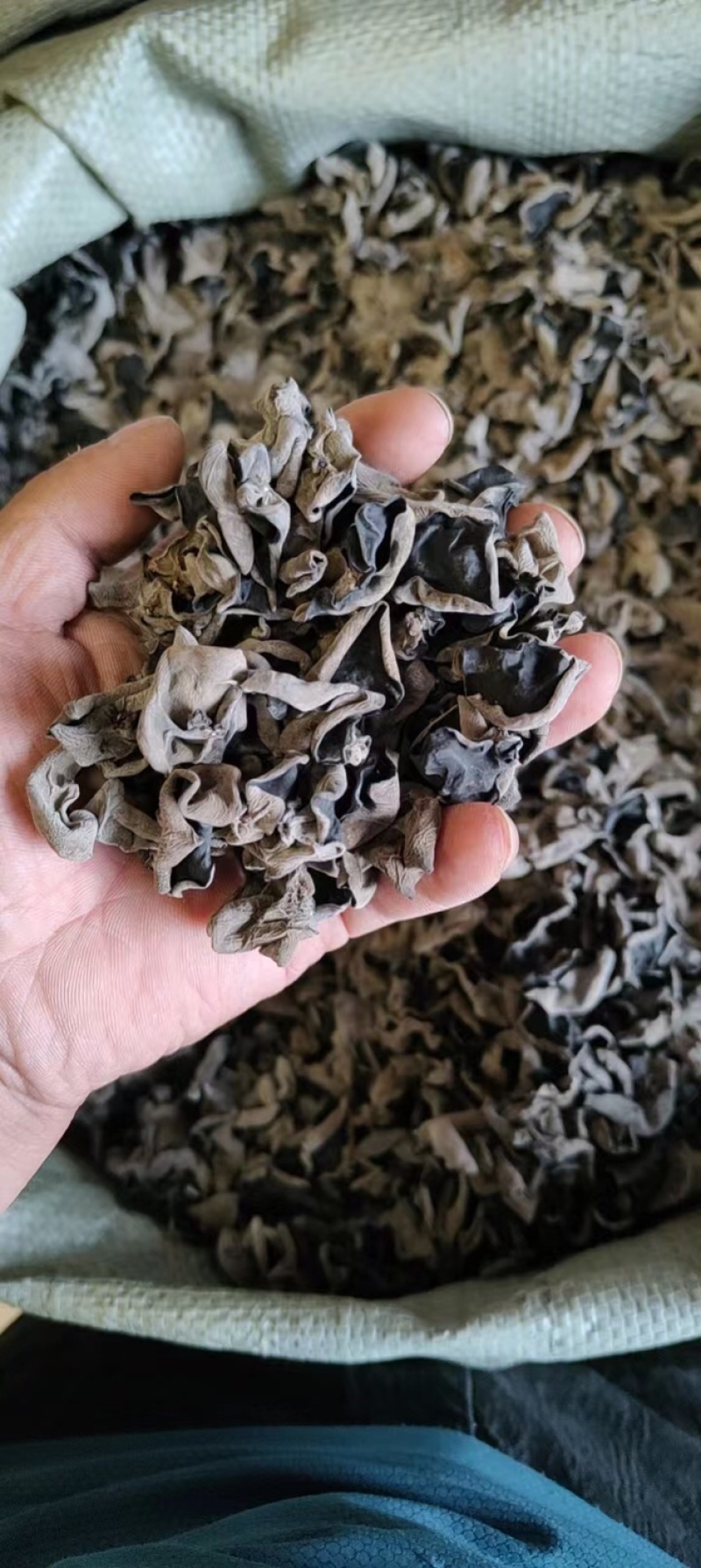东北精品秋木耳1.5秋耳肉厚无根产地直发质量保证