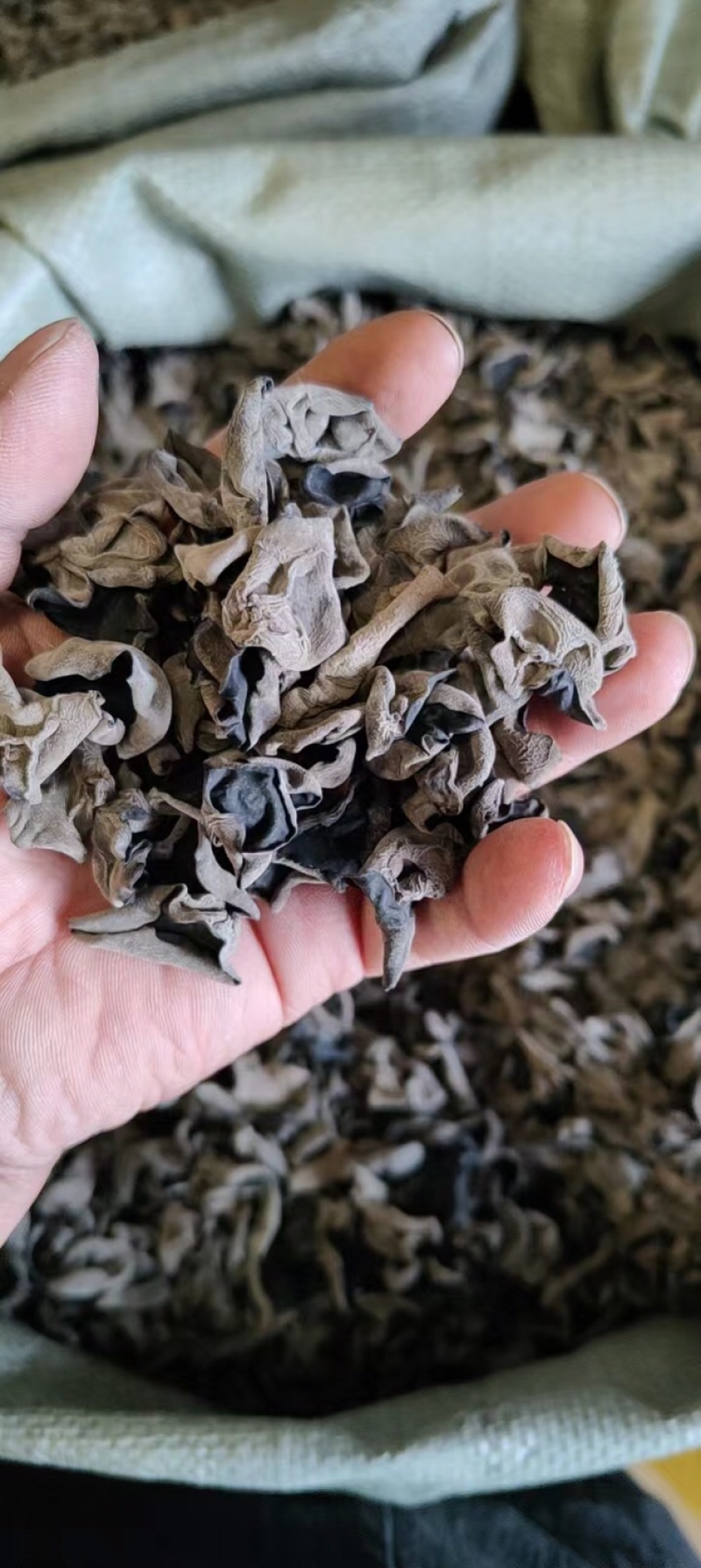 东北精品秋木耳1.5秋耳肉厚无根产地直发质量保证