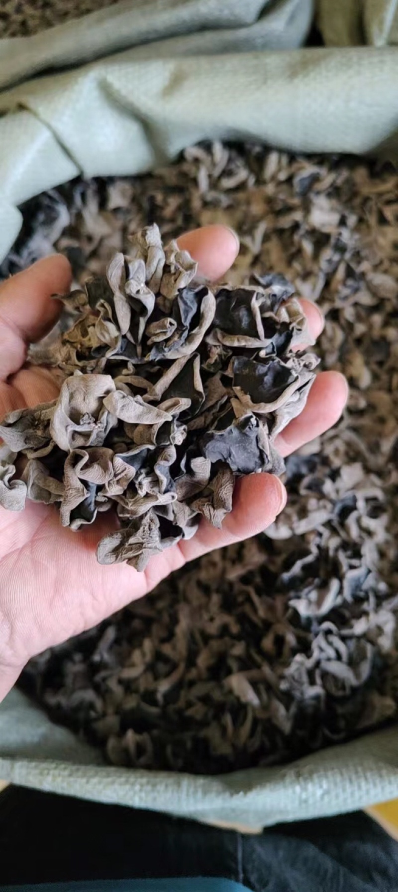 东北精品秋木耳1.5秋耳肉厚无根产地直发质量保证