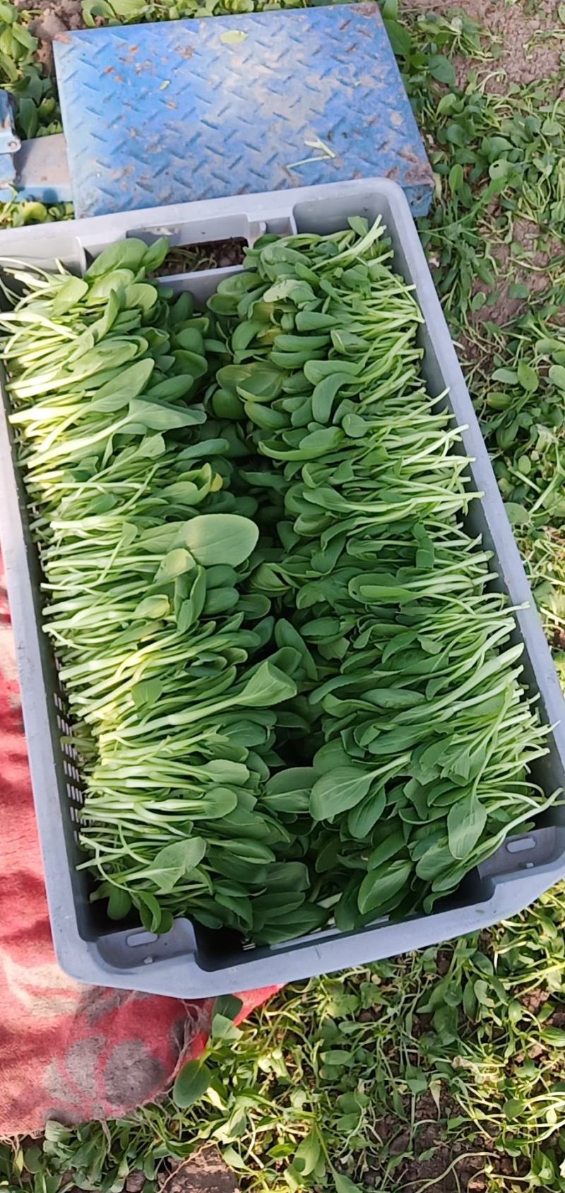 鸡毛菜