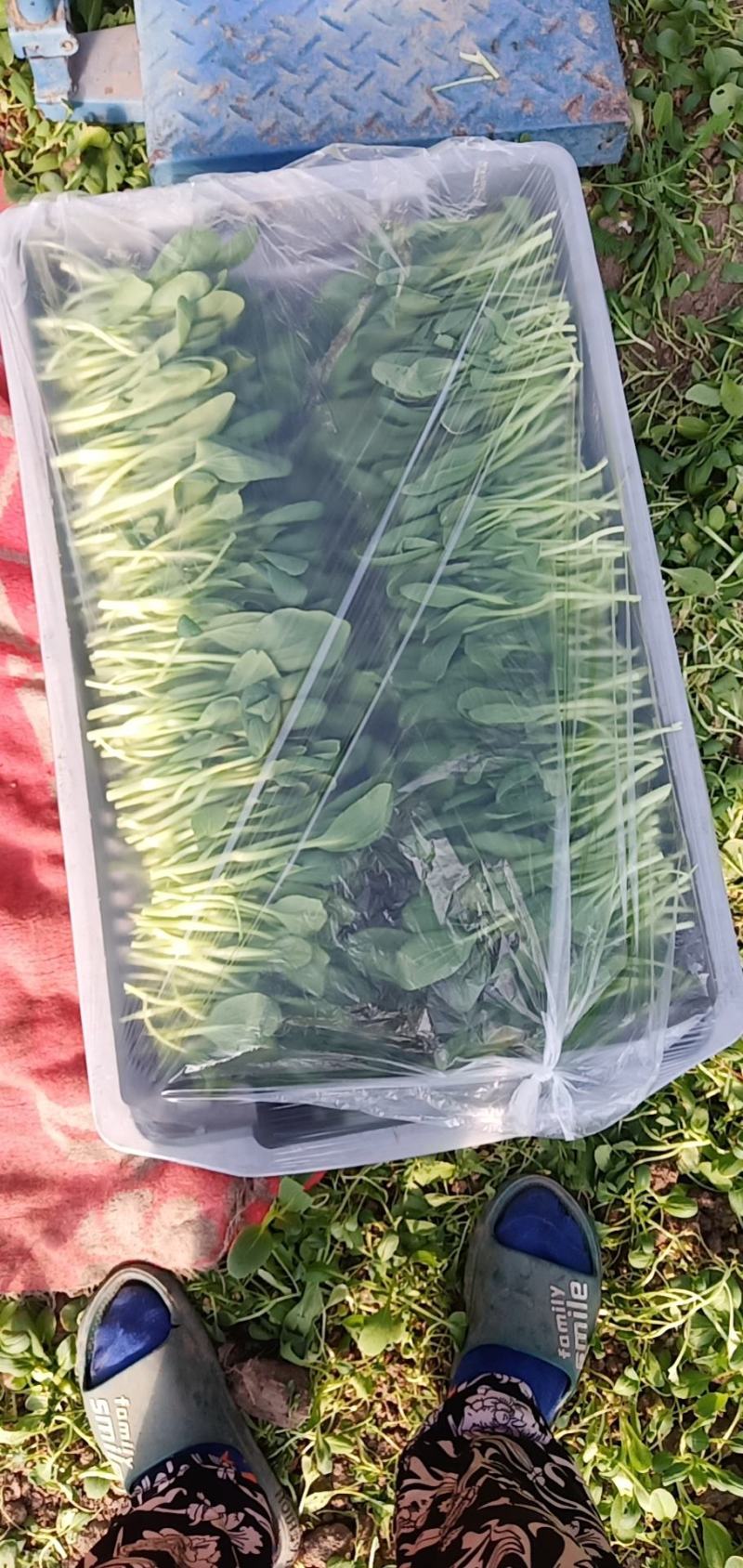 鸡毛菜