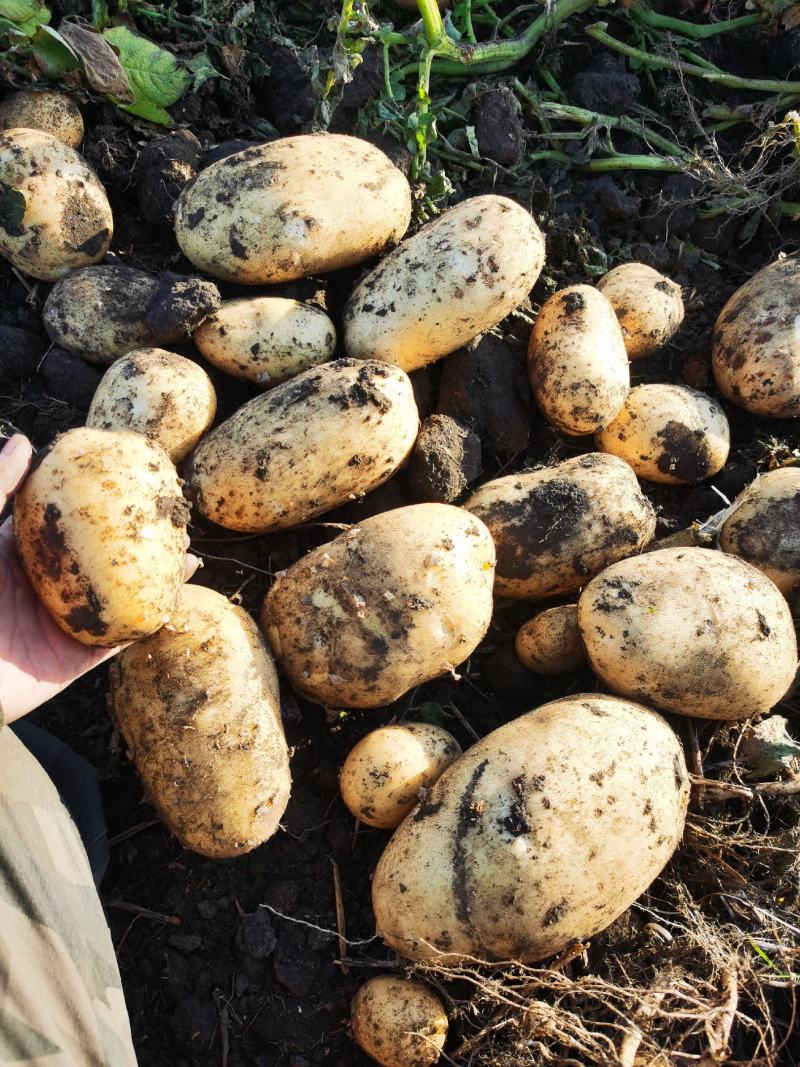 土豆沃土5原产地发货品质保障量大从优欢迎前来订购