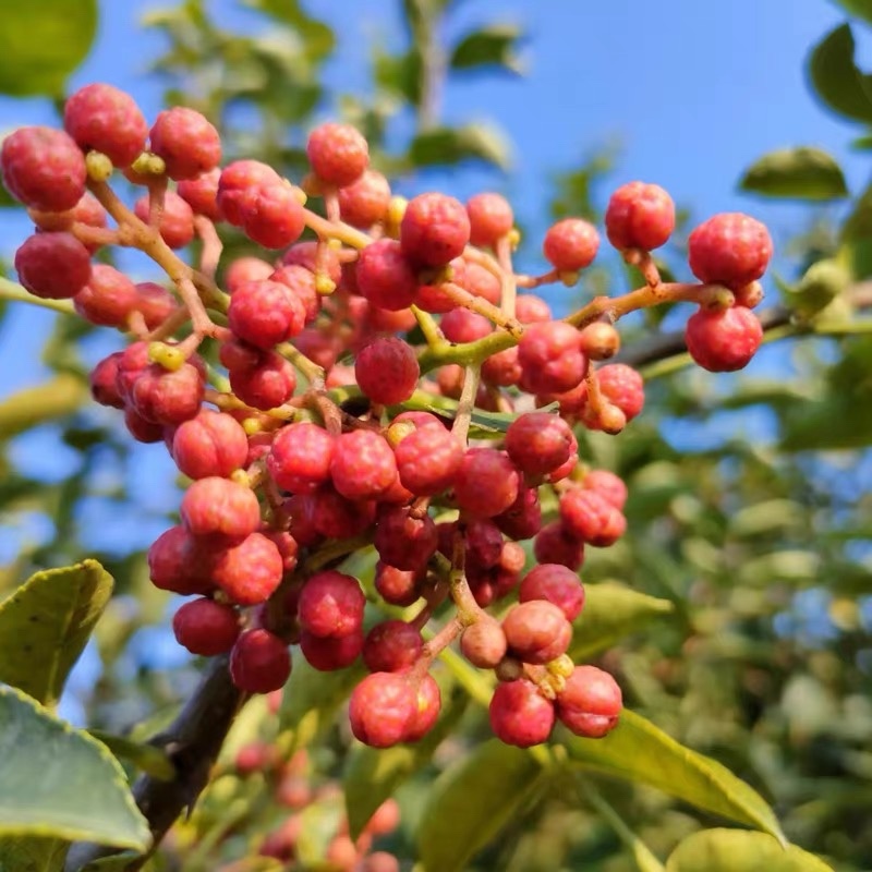 红花椒花椒新货干货大量发货中