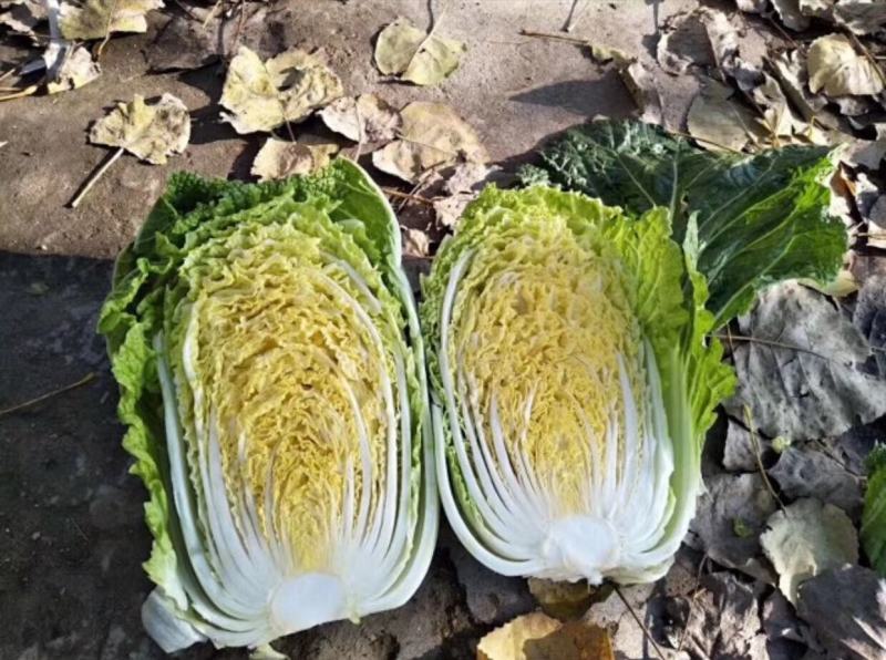 越冬王越冬大白菜种子抗病长势强充心快结球紧耐寒性好