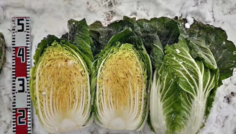 越冬王越冬大白菜种子抗病长势强充心快结球紧耐寒性好