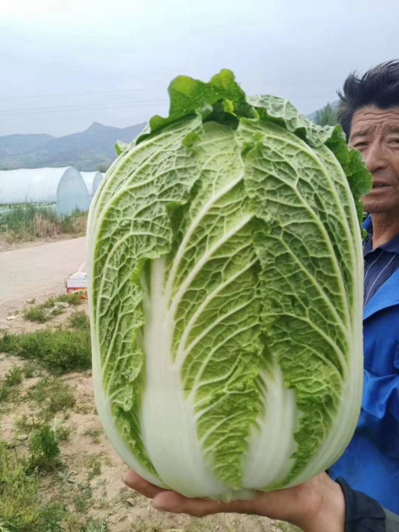 越冬王越冬大白菜种子抗病长势强充心快结球紧耐寒性好
