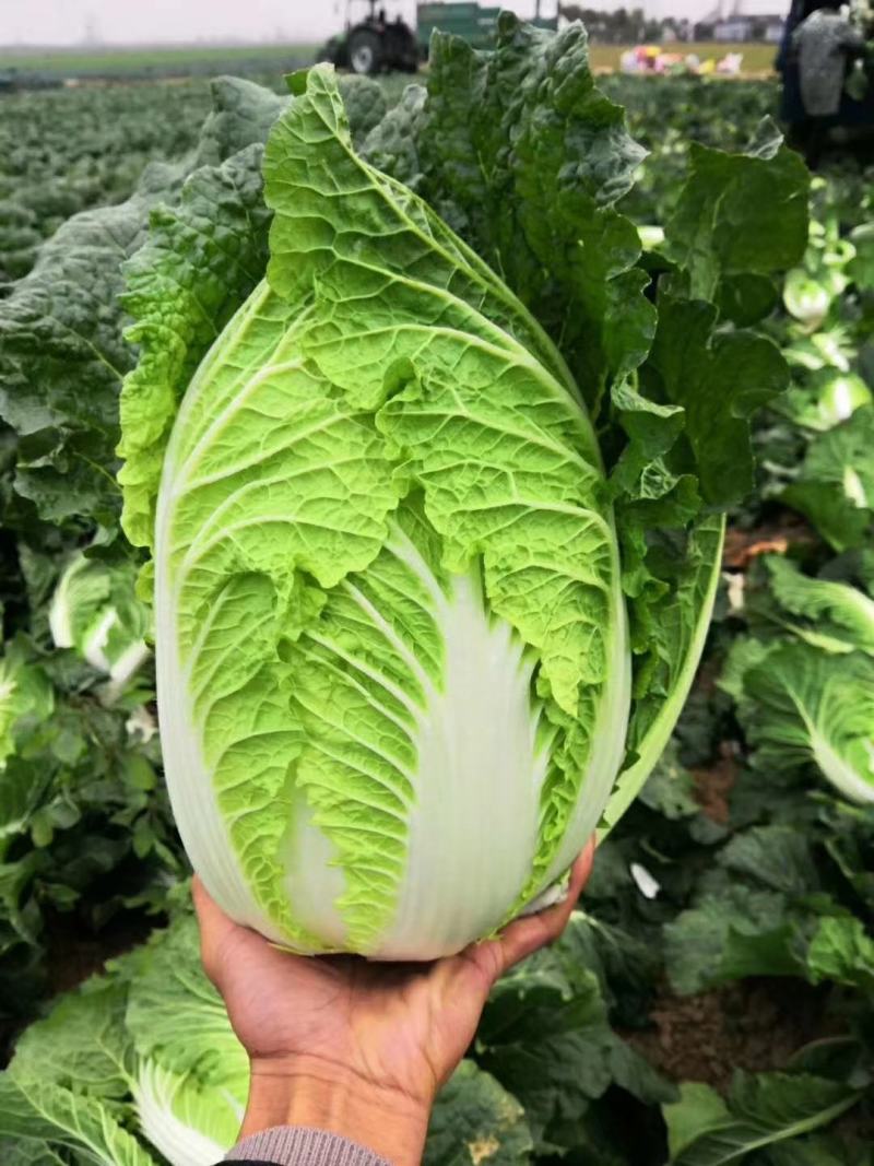 越冬王越冬大白菜种子抗病长势强充心快结球紧耐寒性好