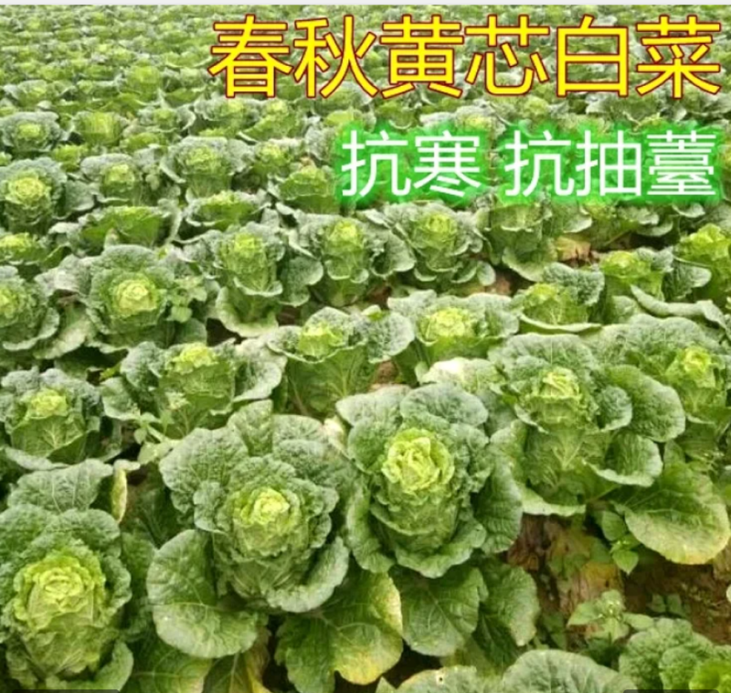 越冬王越冬大白菜种子抗病长势强充心快结球紧耐寒性好