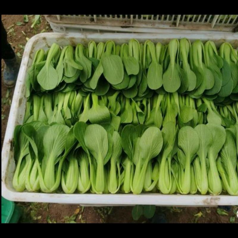 绿优美耐热青梗菜种子小油菜蔬菜南方北方夏天种青菜种子