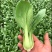 绿优美耐热青梗菜种子小油菜蔬菜南方北方夏天种青菜种子
