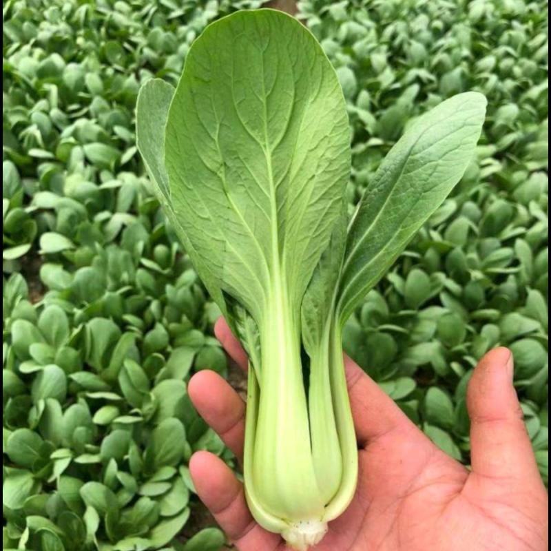 绿优美耐热青梗菜种子小油菜蔬菜南方北方夏天种青菜种子