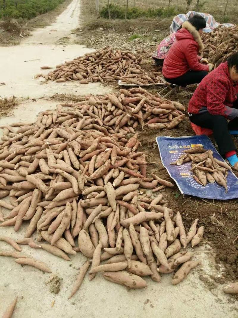 【推荐】临潼沙地板栗红薯产地直发（秦薯五号）干面甜无丝