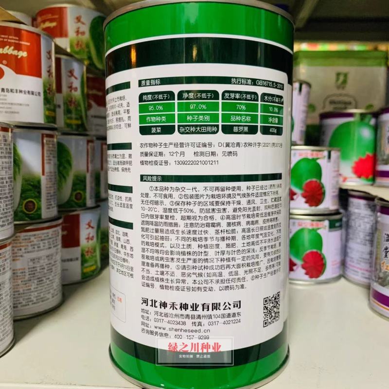 一代杂交菠菜种子普罗黑抽苔晚叶片卵圆形墨绿黑亮耐寒菠菜种