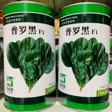 一代杂交菠菜种子普罗黑抽苔晚叶片卵圆形墨绿黑亮耐寒菠菜种