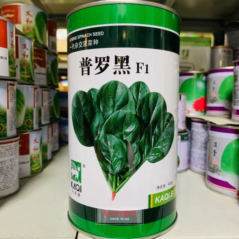 一代杂交菠菜种子普罗黑抽苔晚叶片卵圆形墨绿黑亮耐寒菠菜种