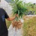 姜型多花不倒苗黄精,两年大苗,包成活率90%,产量更佳