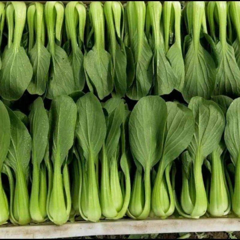 瑞丽斯耐热青梗菜种子小油菜南方北方春夏秋天种植青菜种子