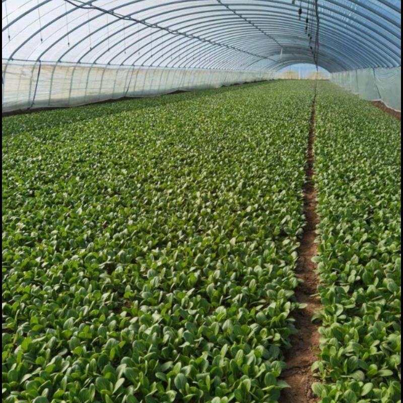 瑞丽斯耐热青梗菜种子小油菜南方北方春夏秋天种植青菜种子