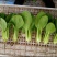 瑞丽斯耐热青梗菜种子小油菜南方北方春夏秋天种植青菜种子