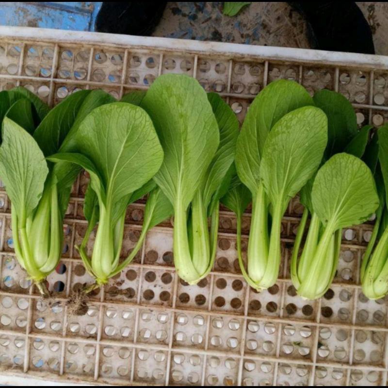 瑞丽斯耐热青梗菜种子小油菜南方北方春夏秋天种植青菜种子