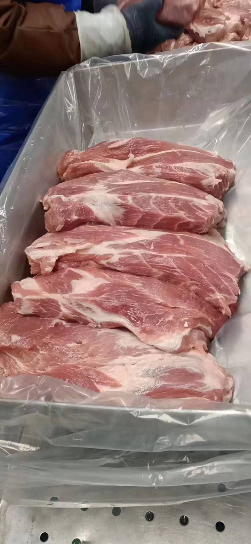 肥猪一号卷