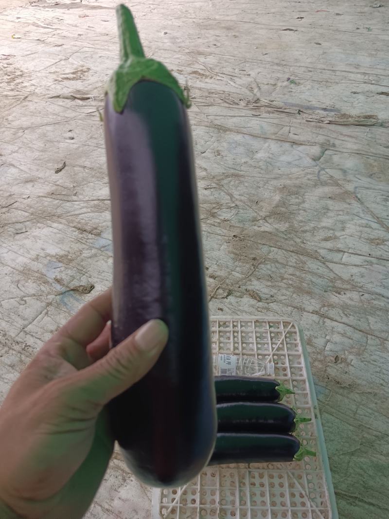 布莱迪绿把长茄精品茄子产地发货，质量保证，欢迎电话联系