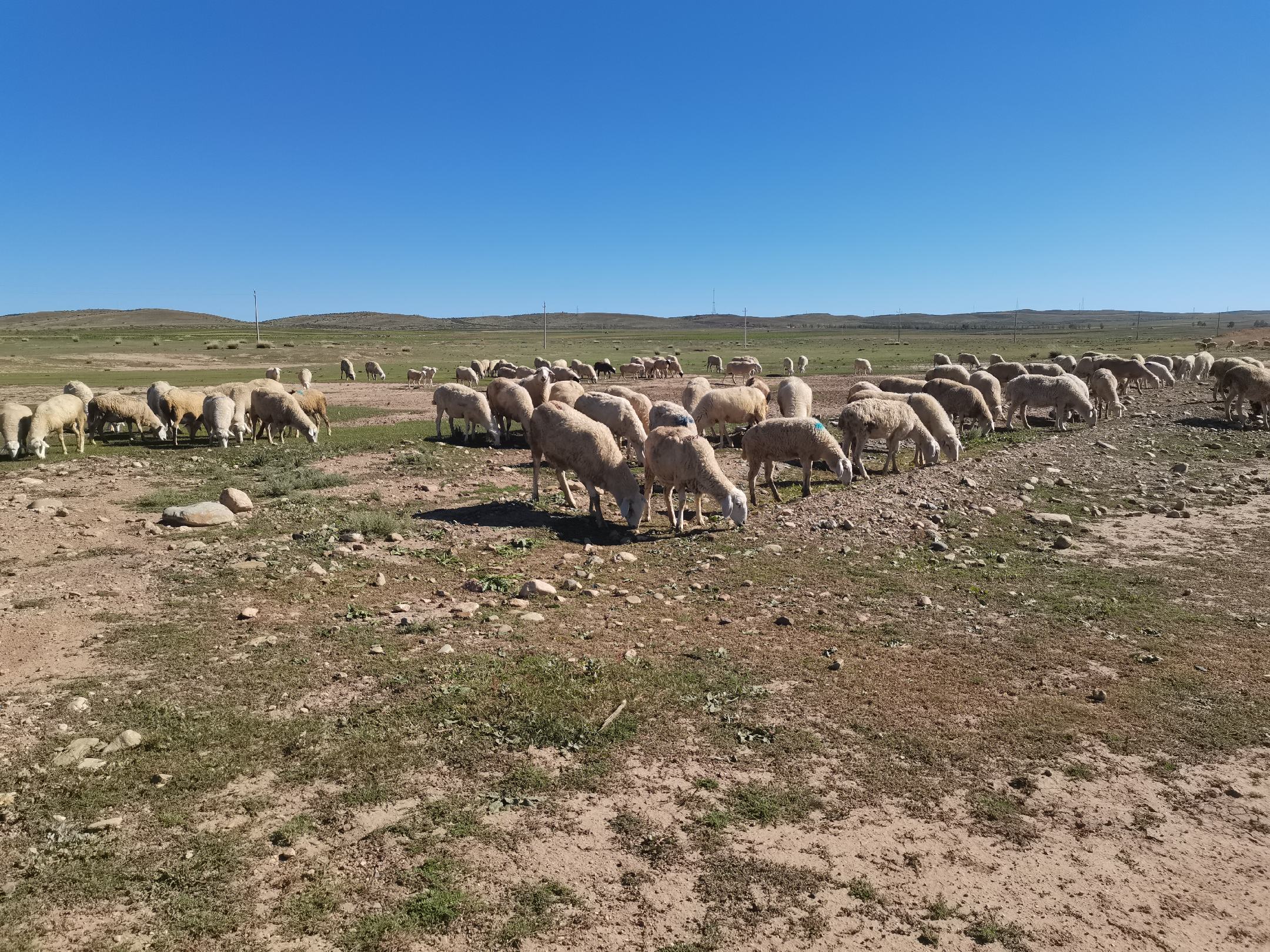 苏尼特羊群在草原上放牧场景