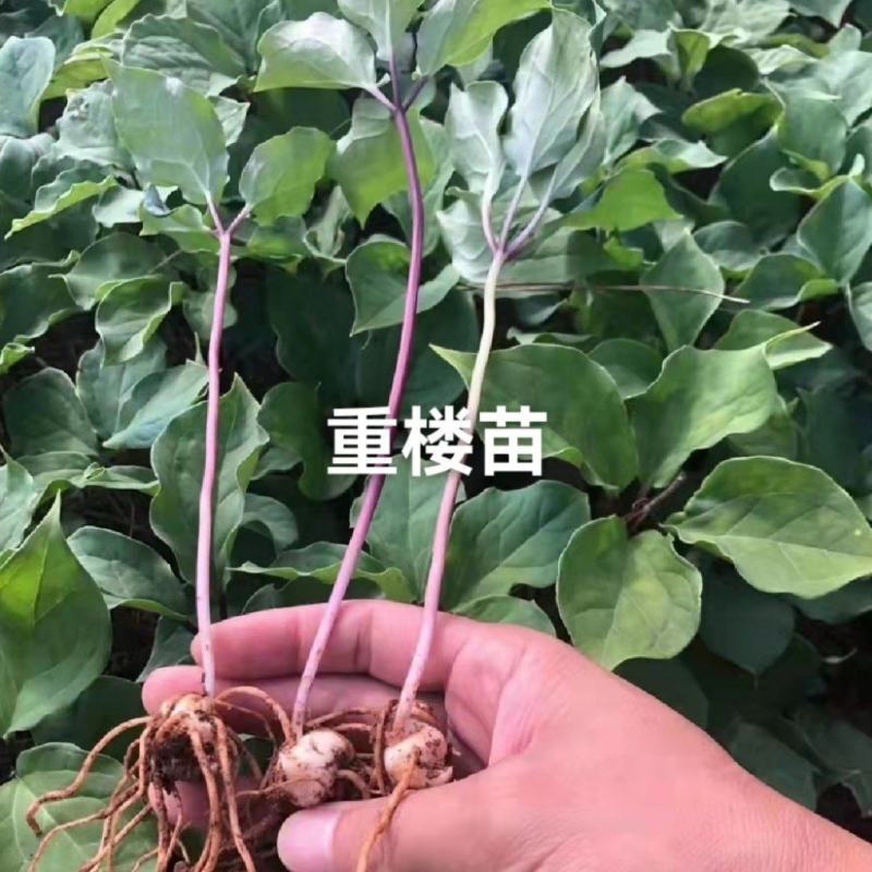 重楼苗，优质品种，四年大苗，包成活率90%以上