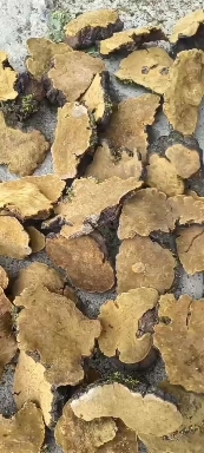 川西高原特产桑黄，红花，虫草，野生菌等