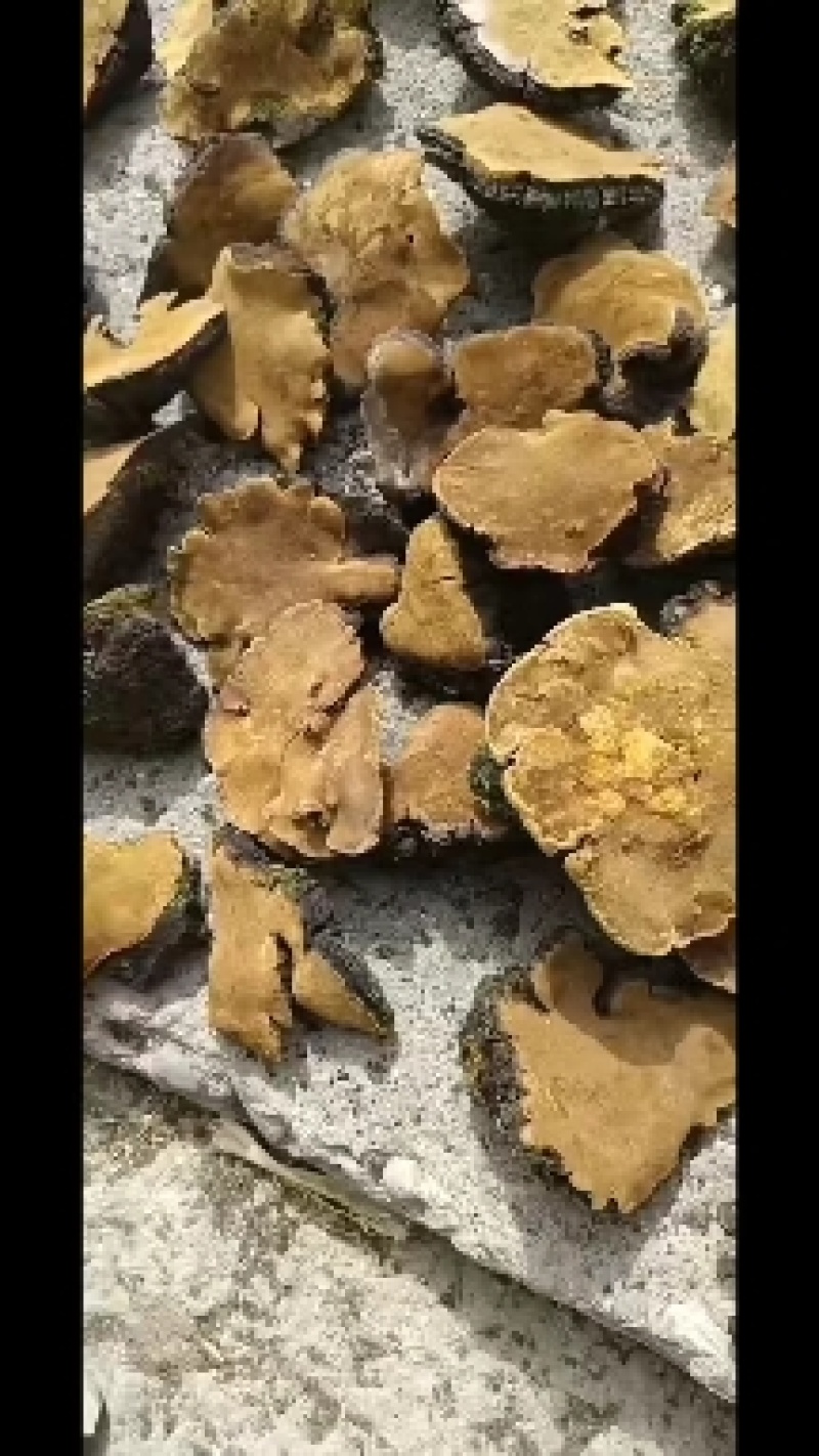 川西高原特产桑黄，红花，虫草，野生菌等
