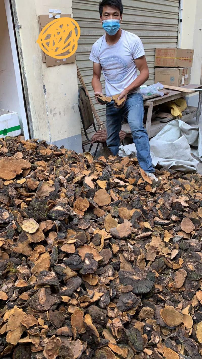 川西高原特产桑黄，红花，虫草，野生菌等