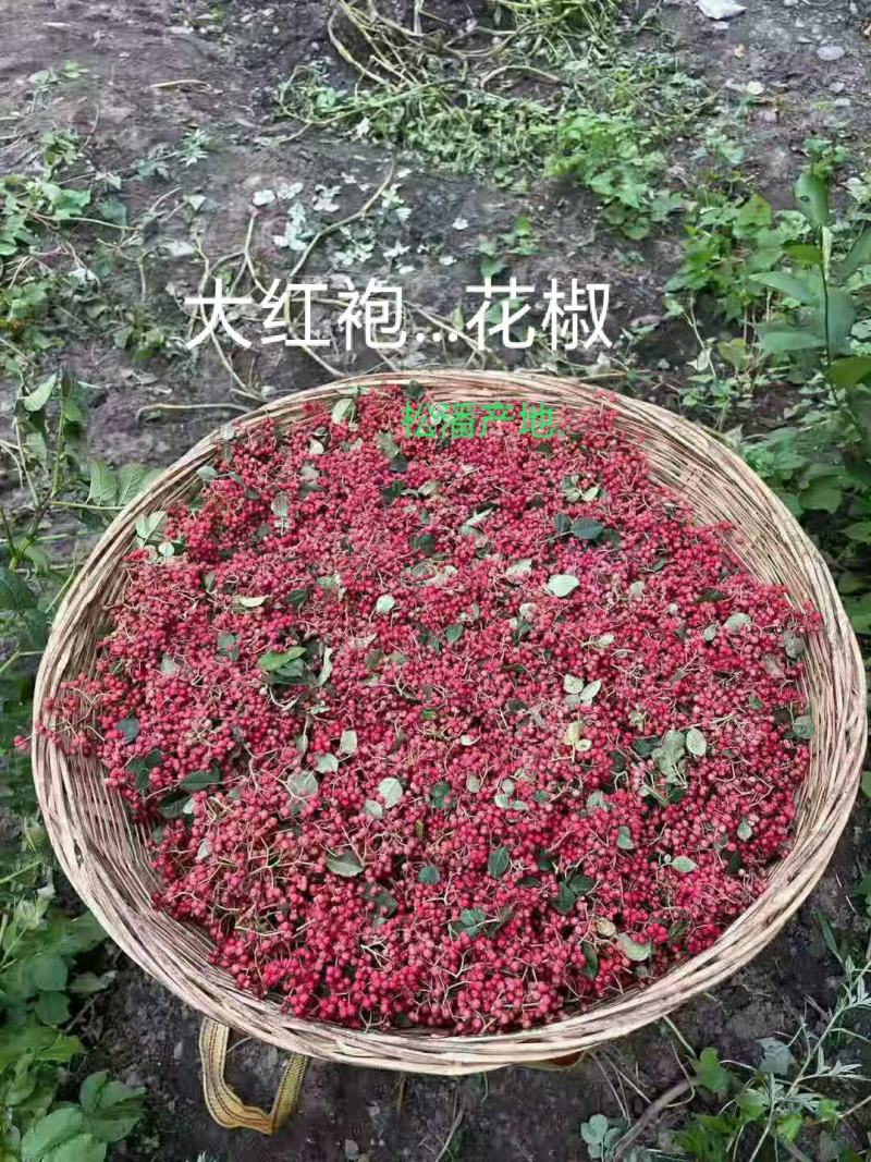 川西高原特产桑黄，红花，虫草，野生菌等