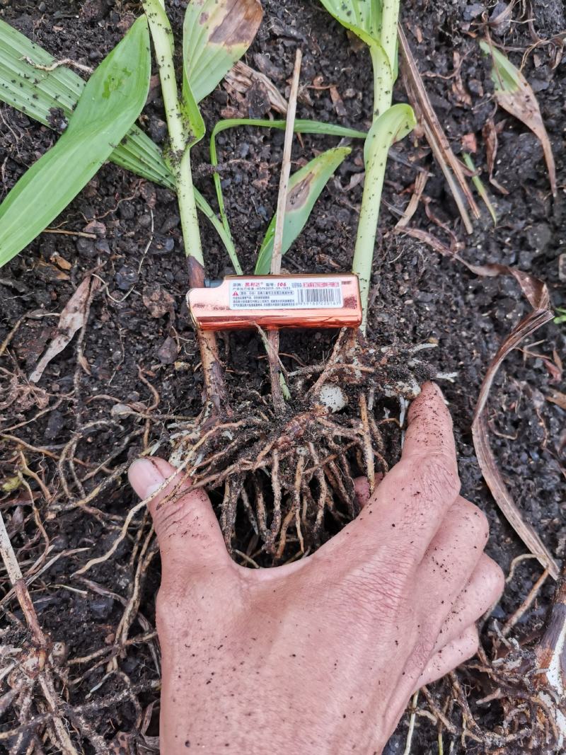 紫花三叉大白芨，组培训化种苗，无菌技术培育，分芽力高。