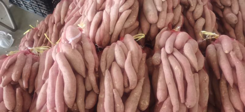 龙九，精品好货，大量有货，量大从优