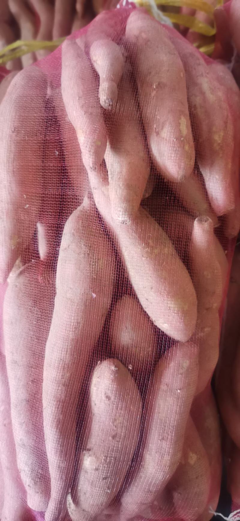 龙九，精品好货，大量有货，量大从优