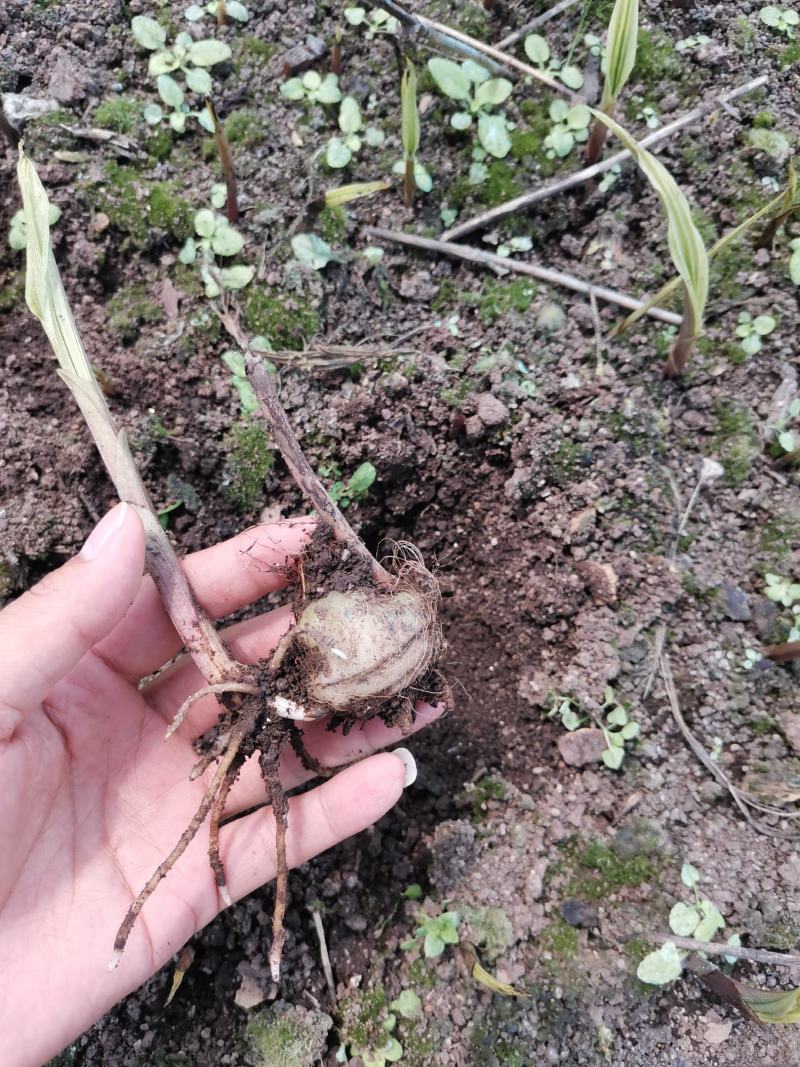 毛慈菇苗，优质品种，直播驯化苗，贵州紫花毛慈菇。